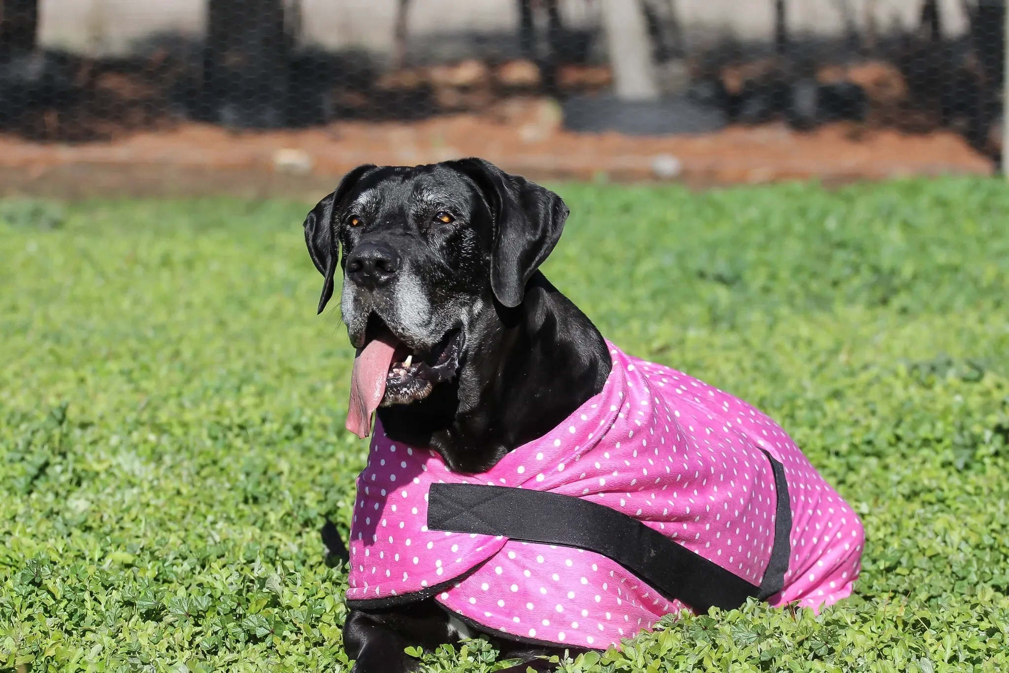 NEW Minky Polar Fleece Polka Dot - CANDY PINK